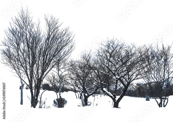 Obraz Dry tree with white background