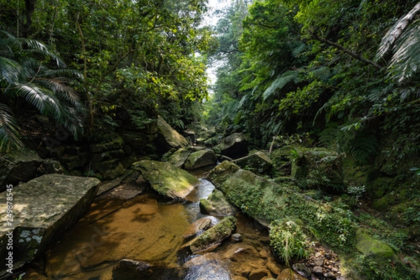 Obraz 西表島・熱帯雨林