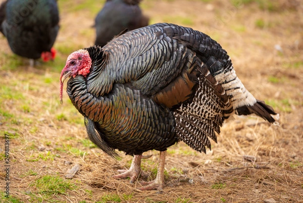 Fototapeta Live Turkey Bird
