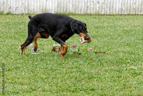 Obraz Doberman in Obedience Competition