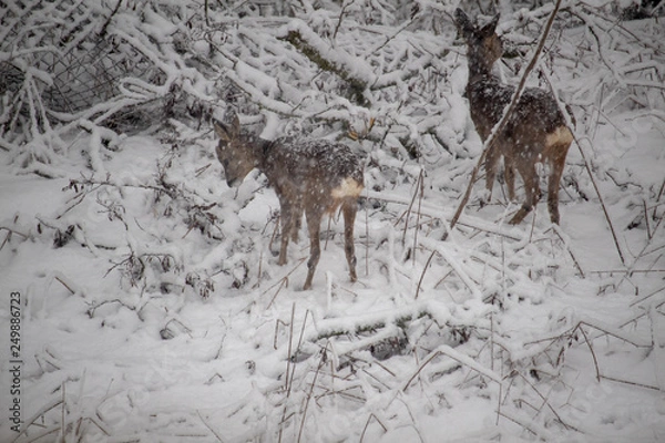 Obraz Rehe im Schneegestöbere