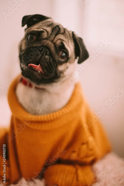 Fototapeta pug on a white background