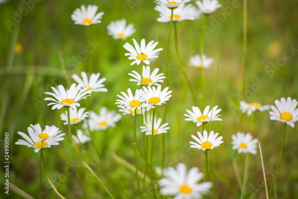 Obraz Margariten auf einer Blumenwiese