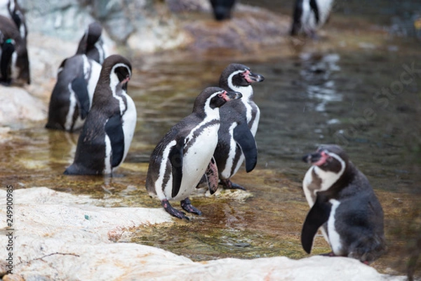 Fototapeta Group of chile penguins walking on the shore