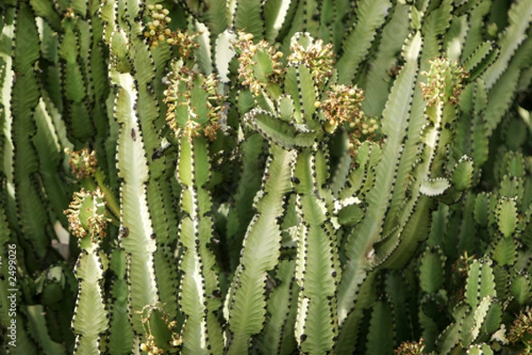 Obraz cactus plants