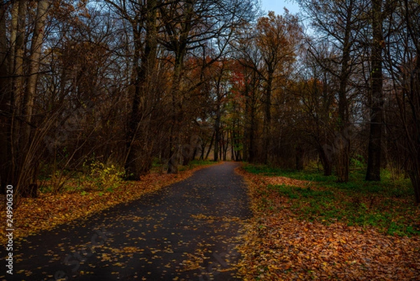 Obraz Autumn in the forest