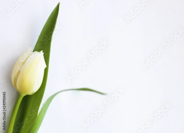Obraz Women's day concept: single tulip close up, white background, selective focus, free copy space