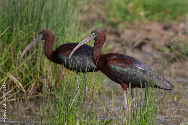 Obraz Glossy Ibis birds
