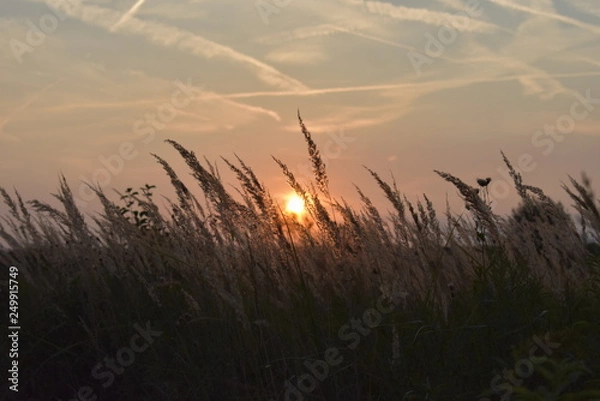 Fototapeta sunset over a wheat field