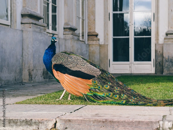 Fototapeta peacock in the garden