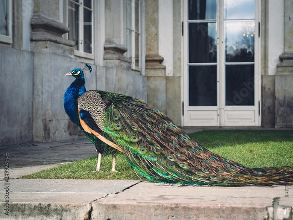 Obraz peacock in the garden