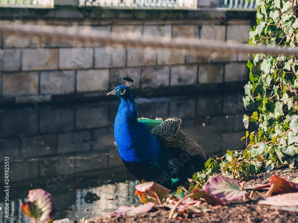 Obraz peacock in the garden