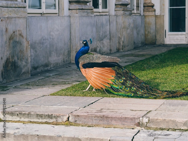 Fototapeta peacock in the garden