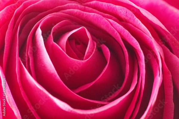 Obraz red rose no background 1