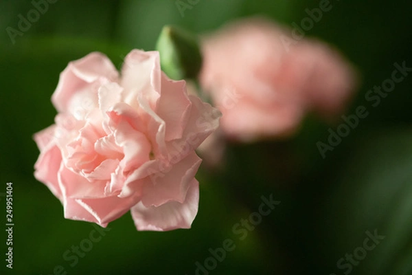 Obraz Young Carnation