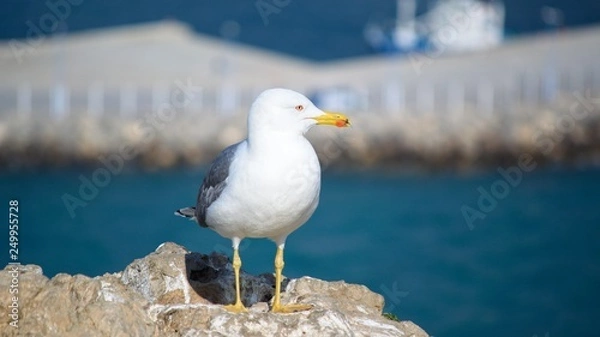 Fototapeta Gull