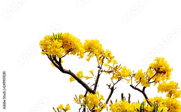 Fototapeta Beautiful fresh yellow color bloom flowers of Tabebuia aurea tree or trumpet tree : isolated on white background