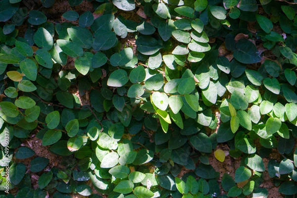 Obraz Wall overgrown with plant for background