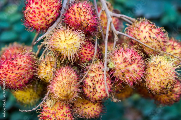 Obraz Close up image of rambutan, exotic fruit