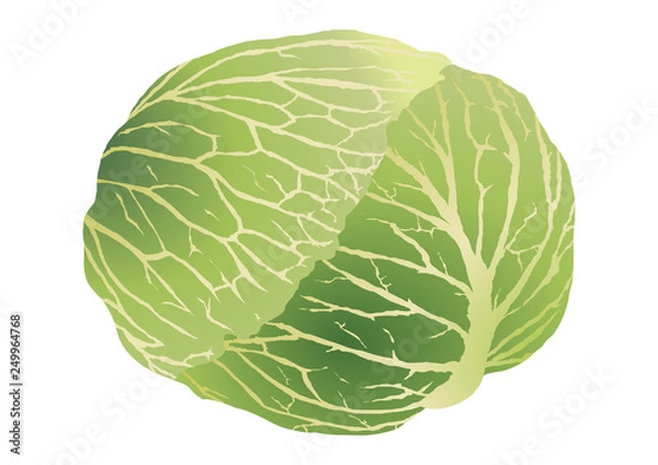 Obraz キャベツ
