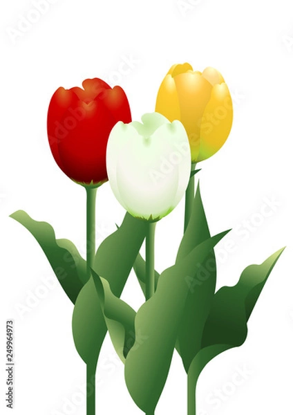 Obraz チューリップ01