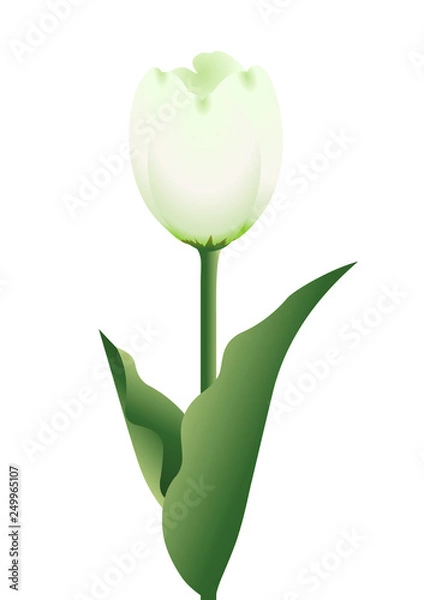 Obraz チューリップ03