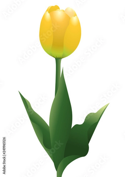 Obraz チューリップ04