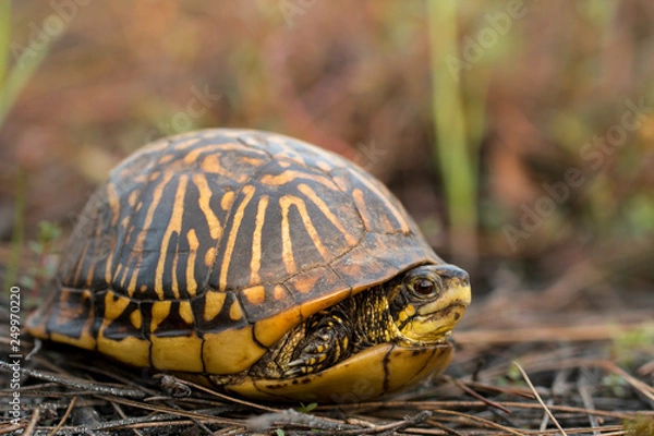 Obraz Florida box turtle - Terrapene carolina bauri