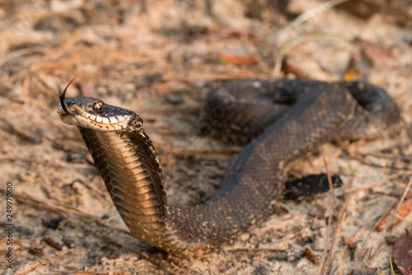 Fototapeta Hognosed snake - Heterodon platyrhinos