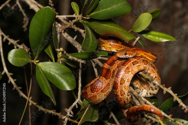Fototapeta Corn snake from Okeechobee county, FL - Pantherophis guttatus