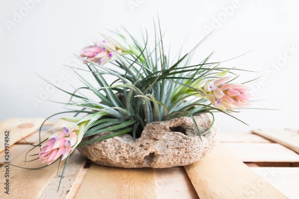 Obraz Tillandsia. Idea for Home and table decoration by used Tillandsia, driftwood, bromeliad. Indoor garden ideas