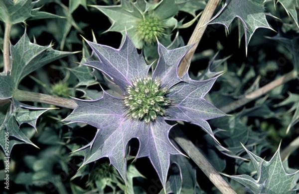 Obraz eryngium maritimum