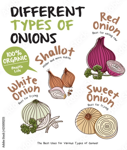 Fototapeta Different Types of Onions