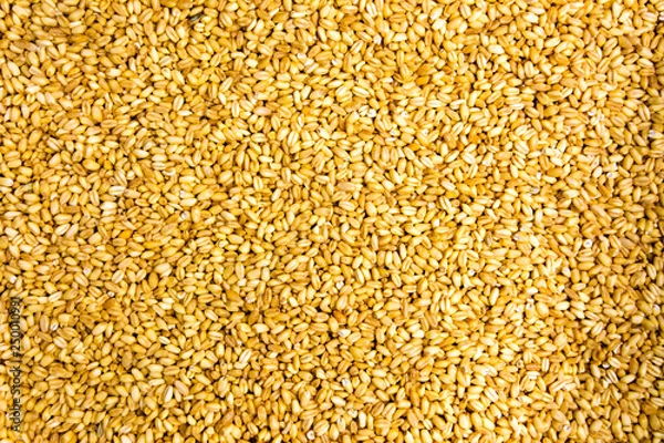Obraz Wheat cereal grains background pattern