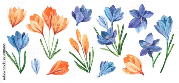 Fototapeta Spring set with watercolor crocuses. Spring bright colors for textiles, cards, packaging.