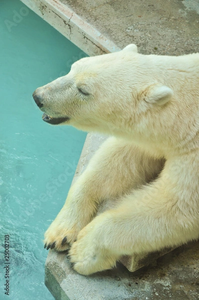 Fototapeta orso polare