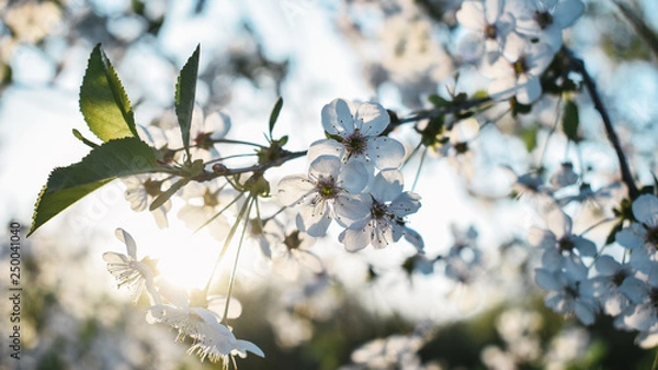 Obraz flowers in spring