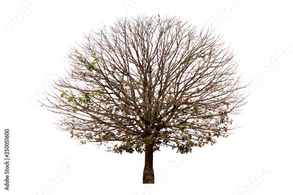 Obraz Deciduous tree isolated on white background.