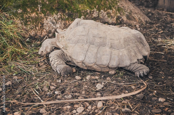 Fototapeta  pretty turtle walking