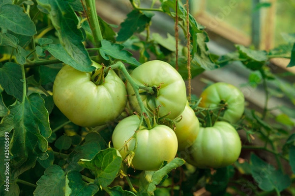 Fototapeta green tomatoes