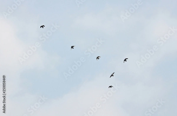 Fototapeta 하늘을 날으는 새