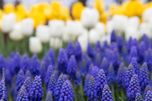 Fototapeta Pink and yellow tulip in the red tulips from Emirgan - Turkey. 