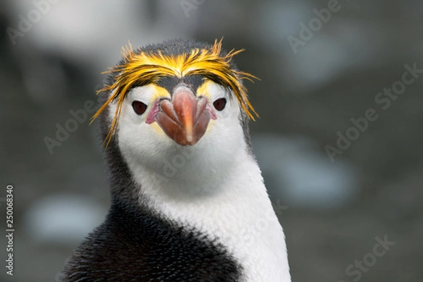 Fototapeta Macaroni penguin(s) on a remote Australian sub-antarctic island