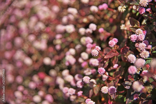 Fototapeta ピンクや赤のヒメツルソバの花