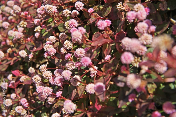 Fototapeta ピンクや赤のヒメツルソバの花