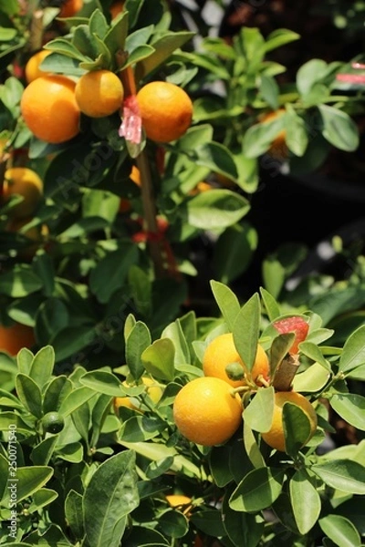 Fototapeta Ripe orange fruit hangs on the tree