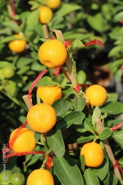 Fototapeta Ripe orange fruit hangs on the tree