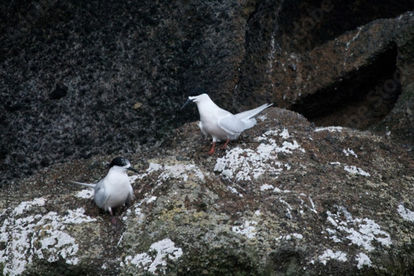 Fototapeta Terns on the rocks in New Zealand