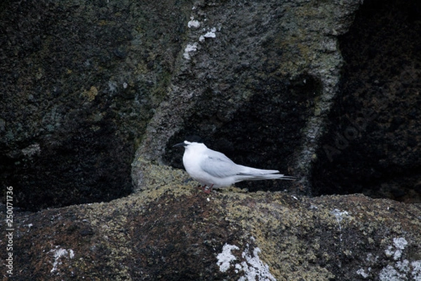 Fototapeta Terns on the rocks in New Zealand