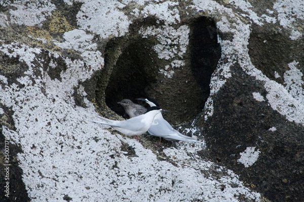 Fototapeta Terns on the rocks in New Zealand